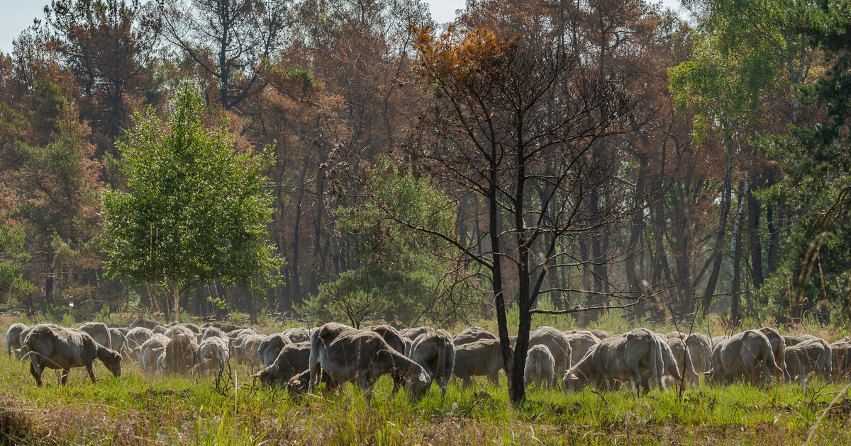 schapen 