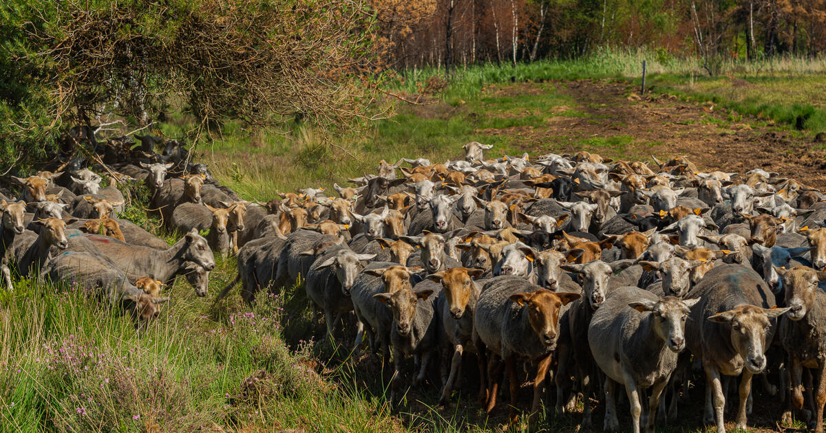 schapen