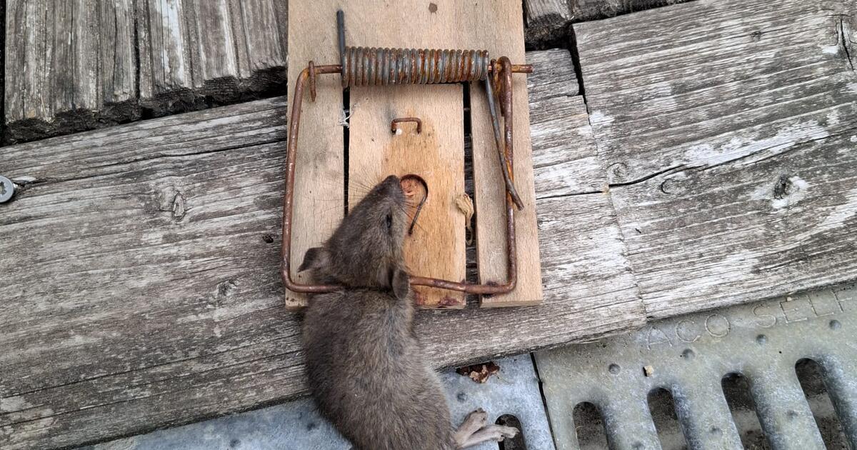 Ratten Geel - foto rr Durf