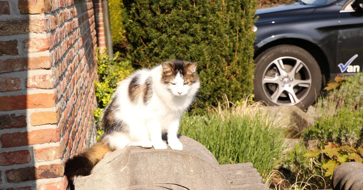 Foto NNieuws