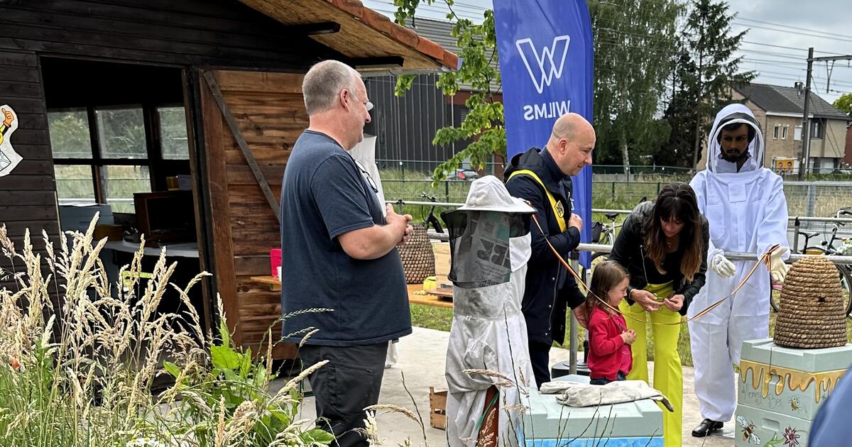 Bijen Geel - foto rr