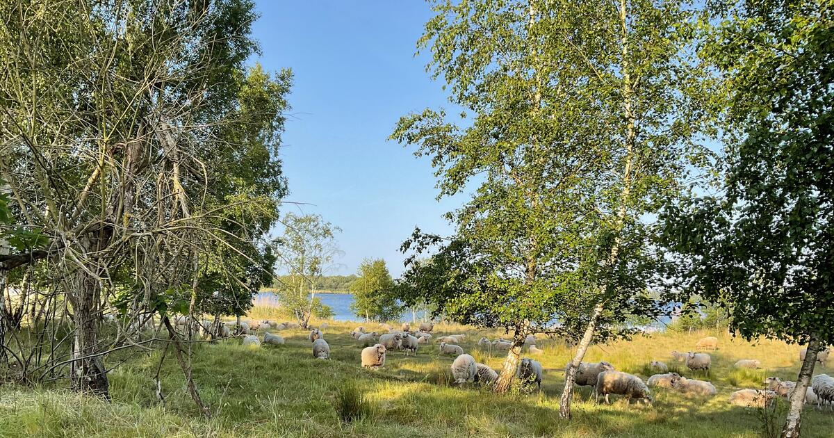 Schapen Mol Kemp vzw