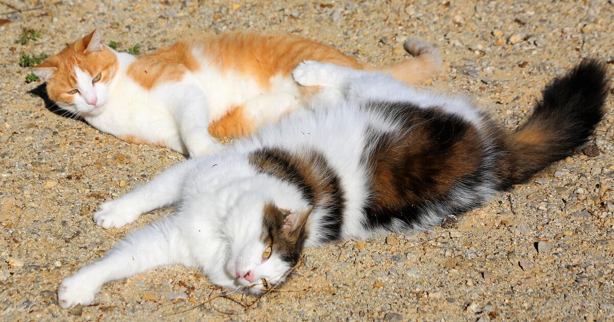 Katten H en B