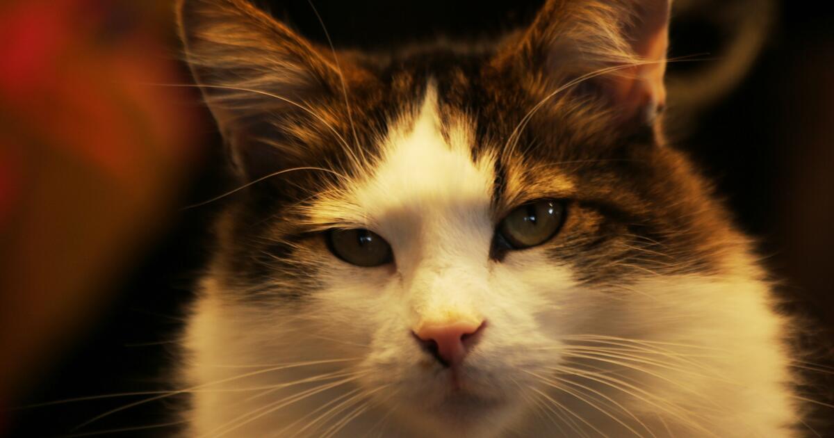 Poes