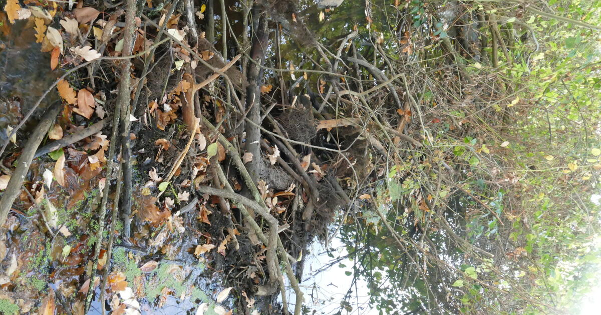 Bever Mol