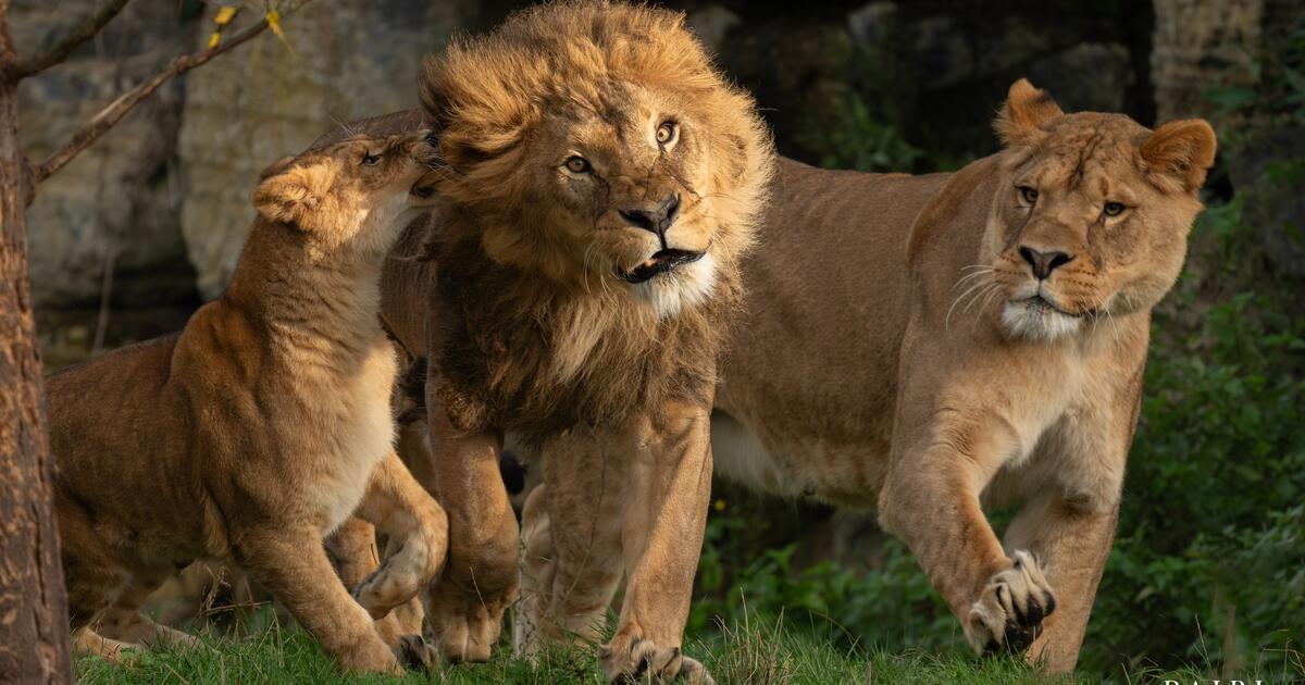 Pairi Daiza beeld