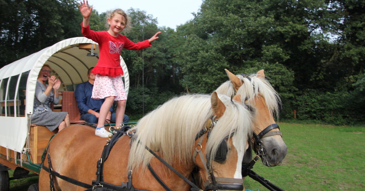 paarden 