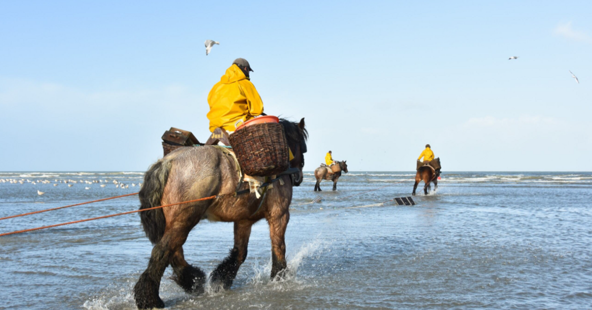 Tips4Trips Koksijde paardenvissers