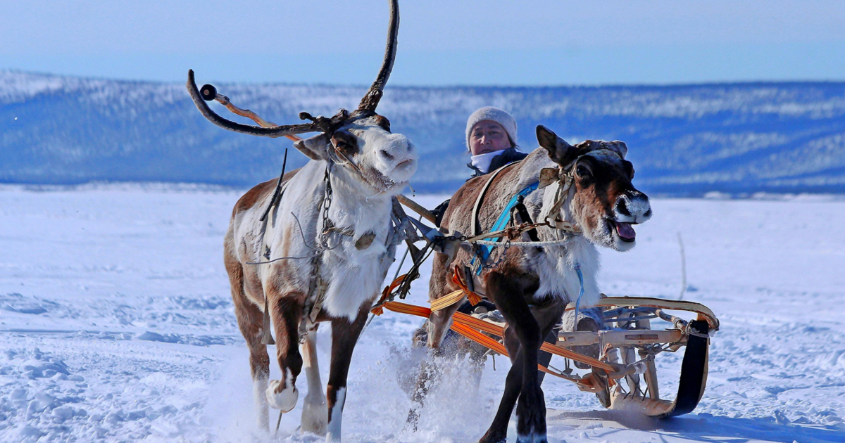 Lapland Långforsen rendieren