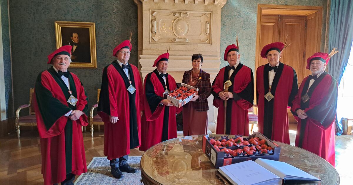 Hoogstraten aardbeien , Ghesellen van de Aardbei van Hoogstraten. Dit bijzondere gezelschap, dat representatief is voor de hele sector, biedt zoals ieder jaar de eerste aardbeien aan onze Koning, Koning Filip.