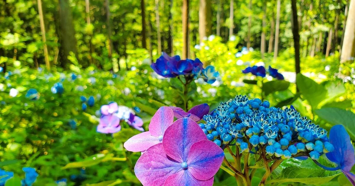 Bloemen