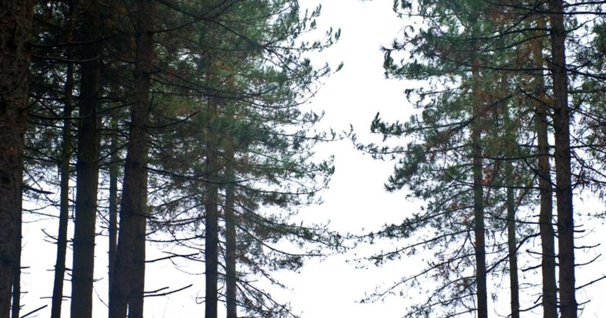 Bossen rr