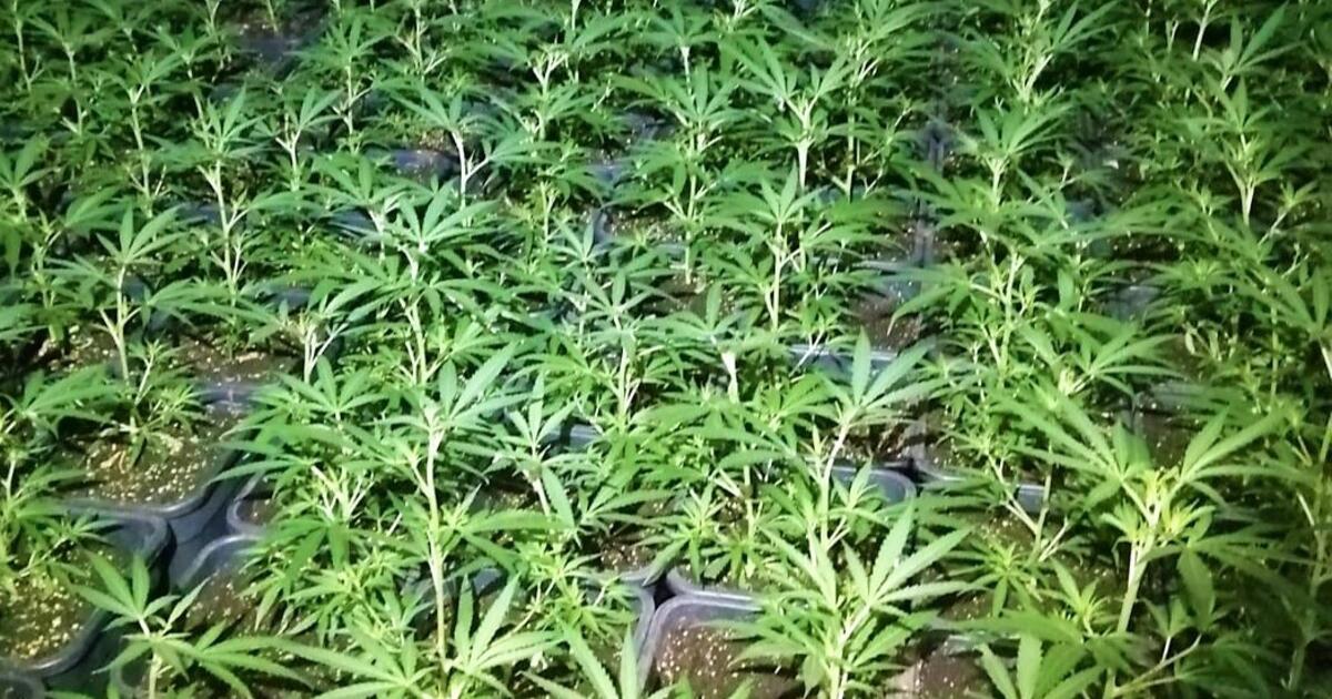 cannabis - foto archief politie