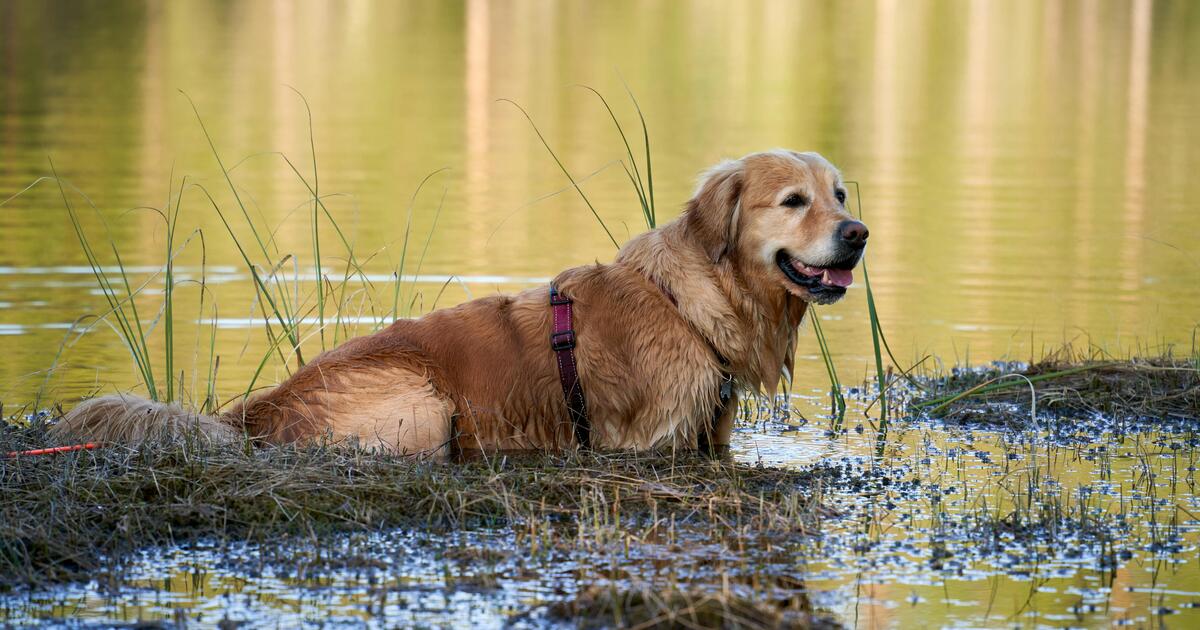 Foto pexels barnabas davoti - met dank