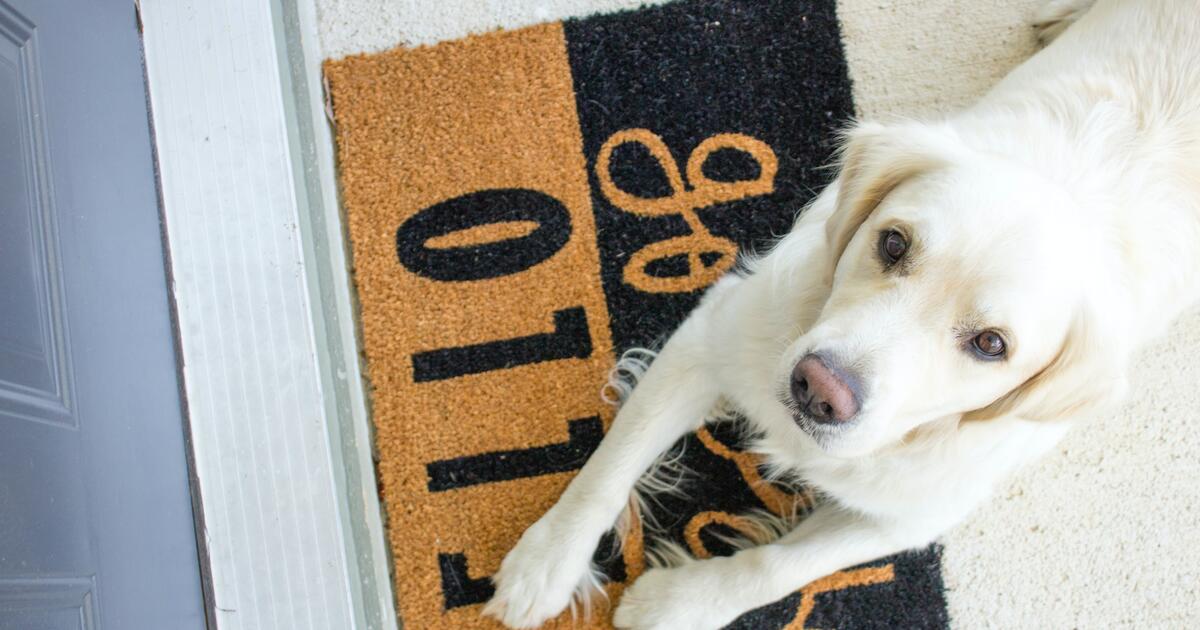 Hond - foto courtney cook