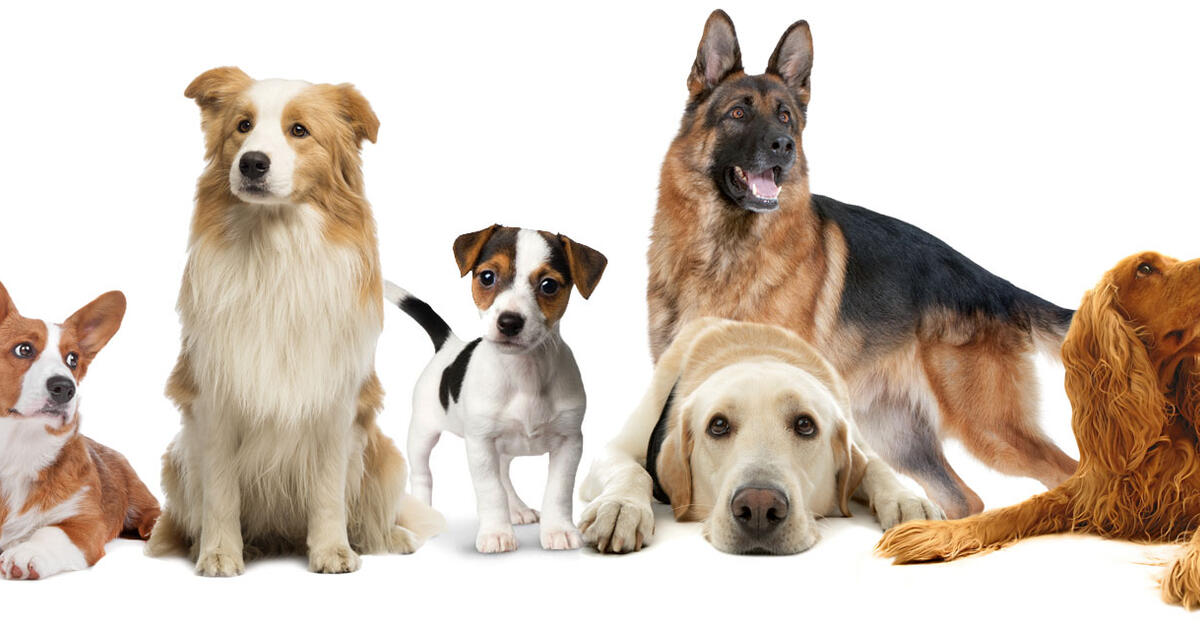 honden foto 11