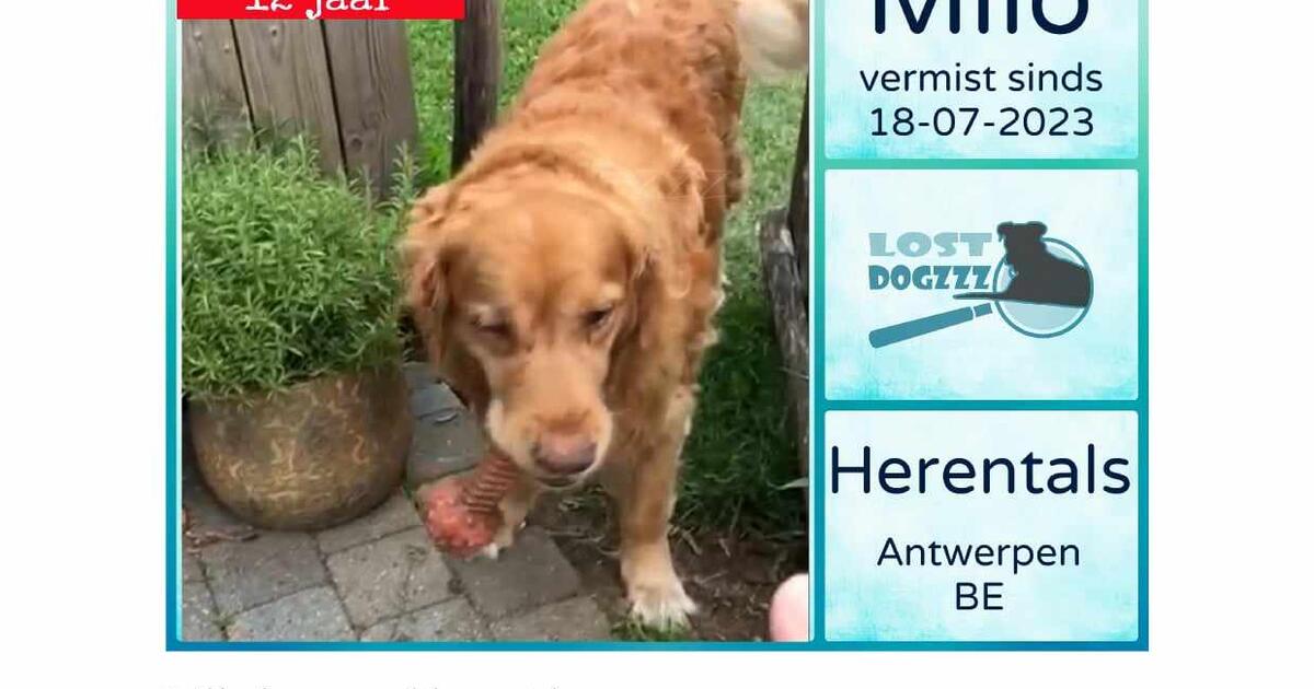 Hond Milo