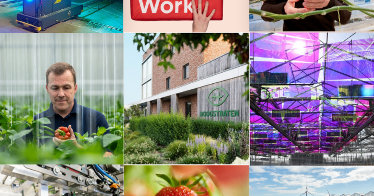 foto Hoogstraten CV