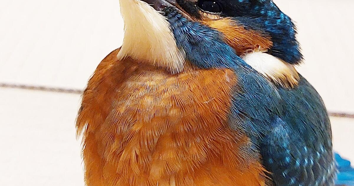 Ijsvogel AZ Turnhout