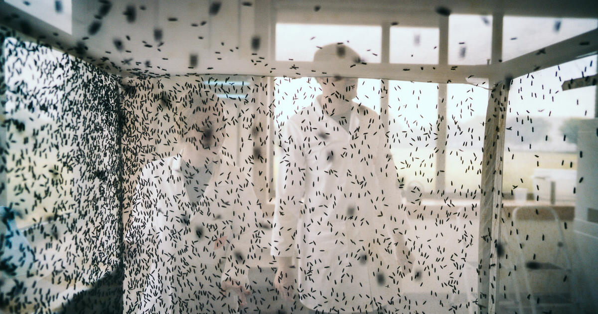 Thomas More heeft een ‘go’ gekregen om een Praktijkcentrum Insecten uit te bouwen op de site van Innovatiecampus in Geel. Het eerste jaar krijgt het Praktijkcentrum Insecten een plaats op het erf van het provinciale Proefbedrijf Pluimveehouderij. 