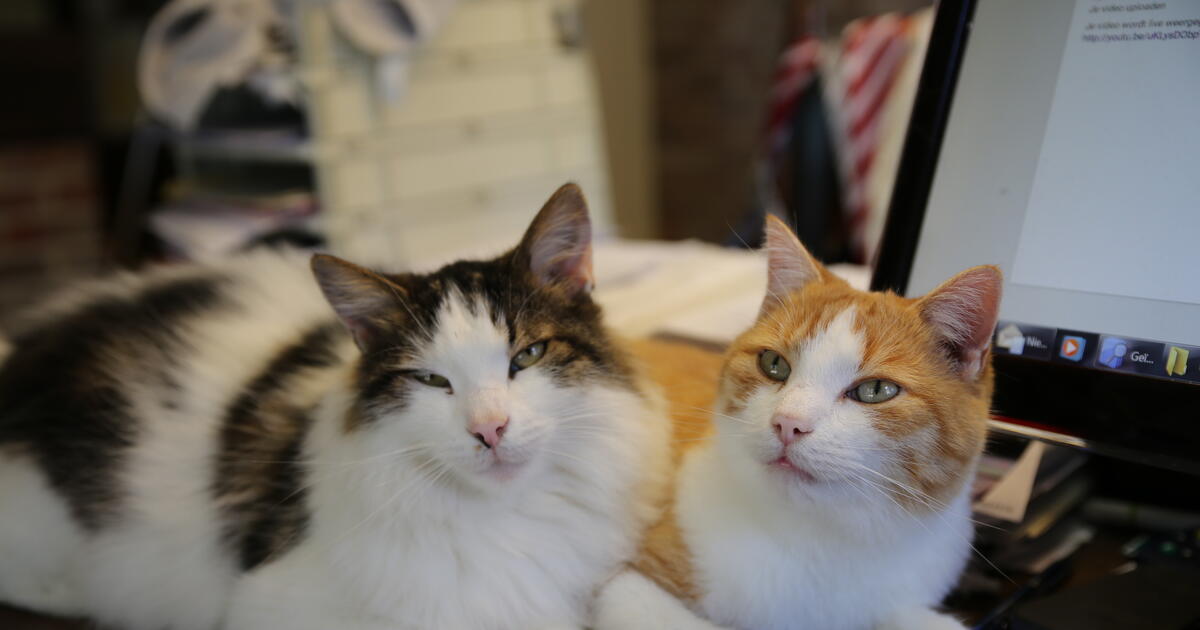 Buddy & Holly