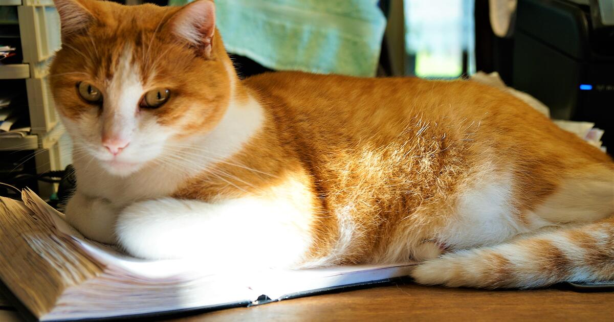 Poes Holly