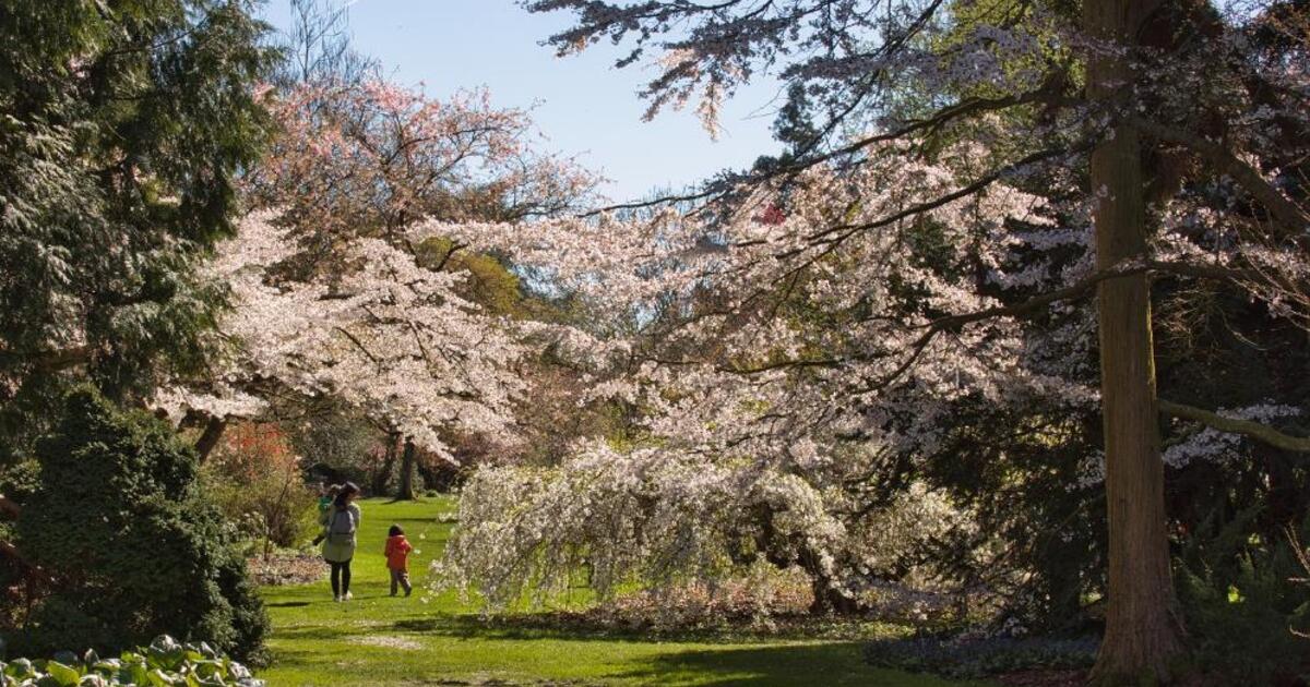 Japanse kerselaar Kalmthout