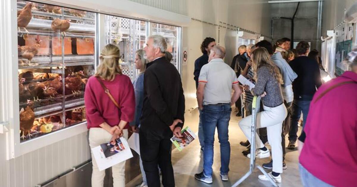 foto provincie Antwerpen - sfeerbeeld Dag van de Landbouw editie 2025 in de bezoekersgang van de leghennenstal - foto :  Koen Fasseur voor Proefbedrijf Pluimveehouderij