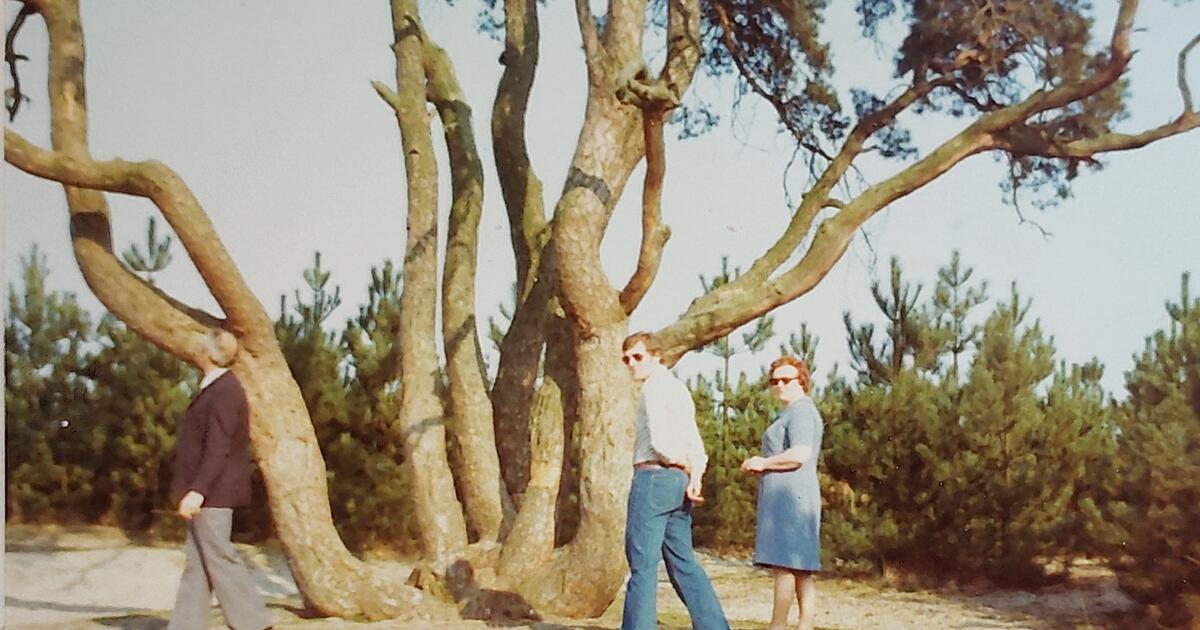 Foto uit de oude doos : Lille  Achtzalighedenboom