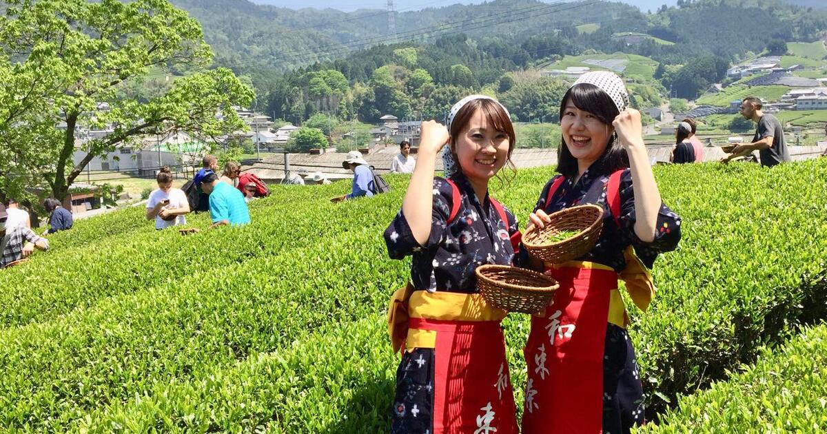 Matcha Japan