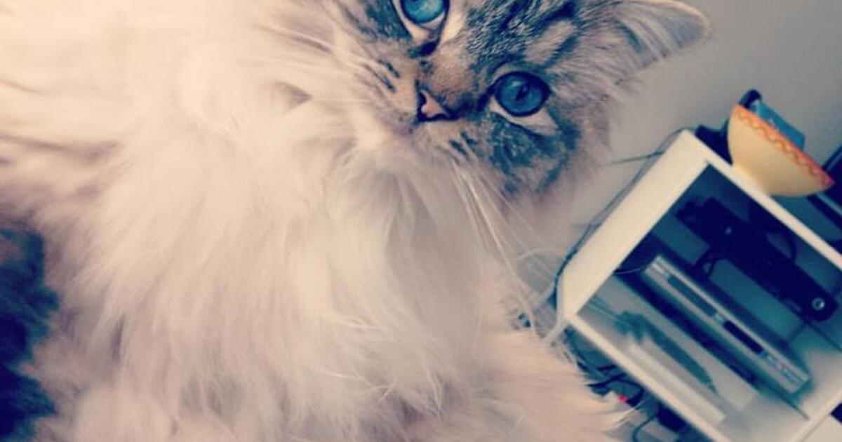 Mona Big Boss