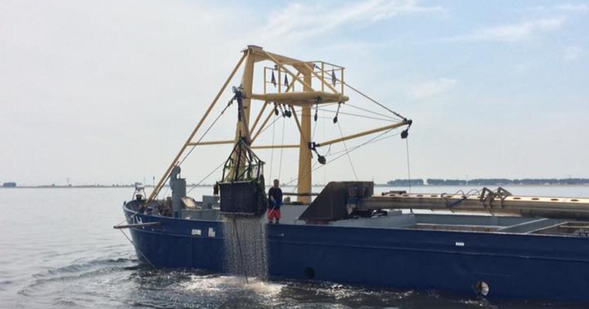 Mosselen Yerseke
