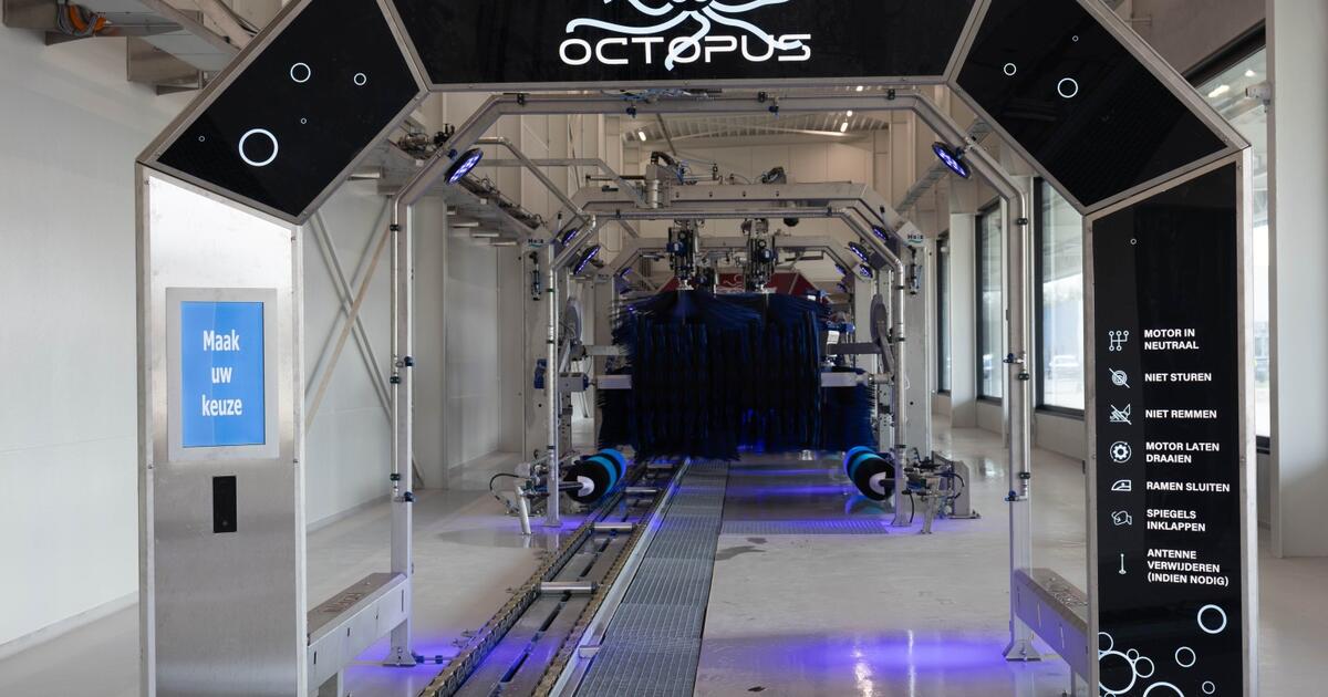 octopus
