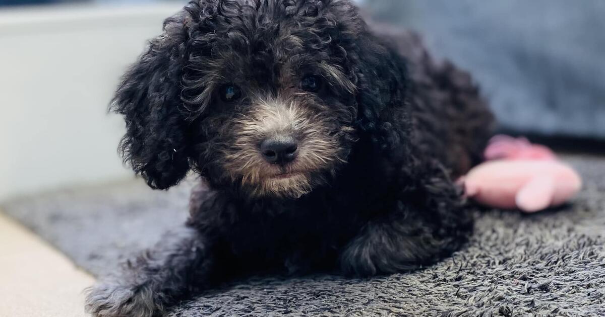 Hondje Oevel