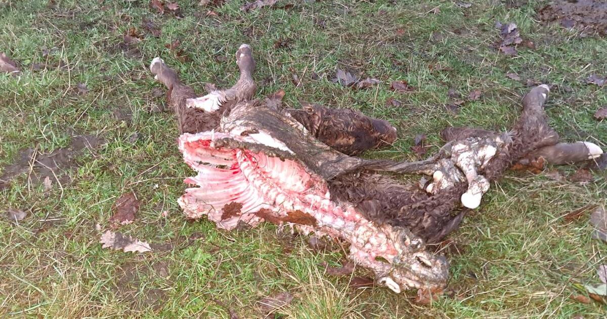 Vannacht heeft er zich opnieuw een dierendrama afgespeeld. In Oosterwijk Schuurveldstraat is bij een hobbyboer een pasgeboren kalfje doodgebeten. 