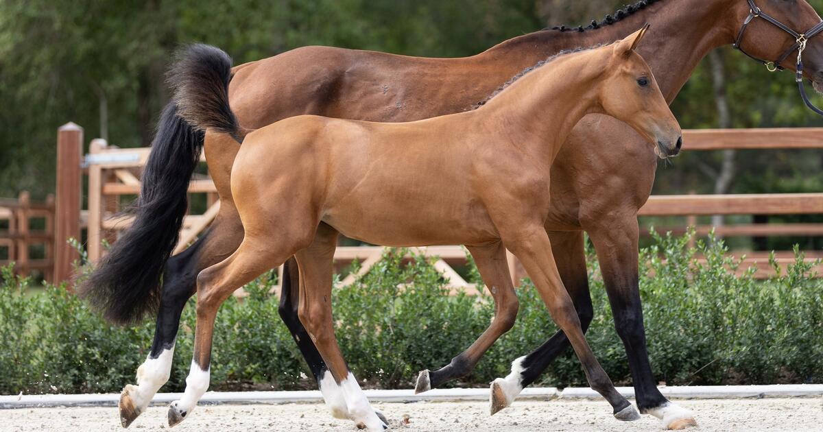 paardenveiling Equbreeding.auction