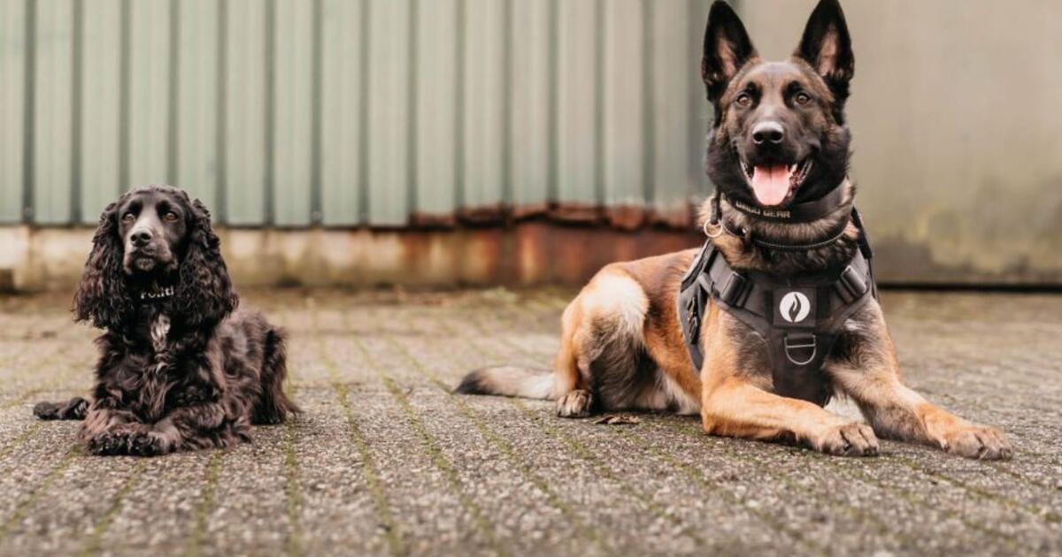 politie honden regio Turnhout