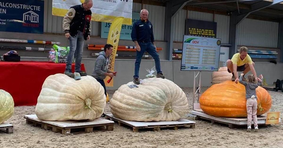 Pompoen