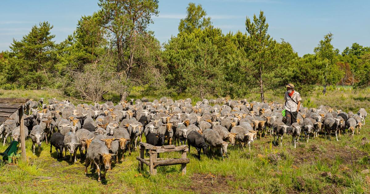 schapen