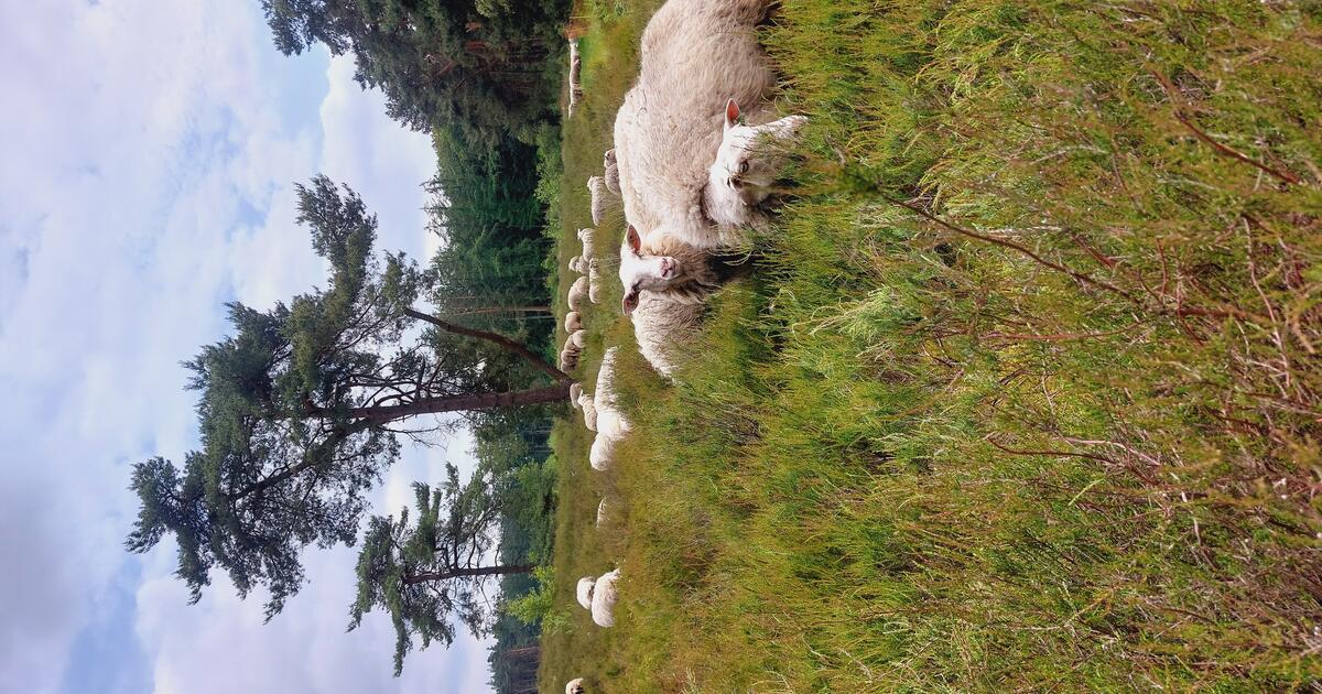 Schapenbegrazing vliegveld van Malle - foto Dennis Routh