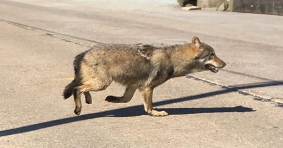 Wolf